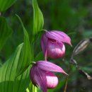 복주머니 이미지