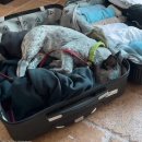 데려가개 이미지