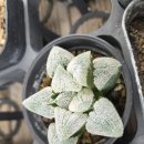 대아수퍼 이미지