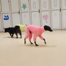 헬로우버디 판교밸리점 이미지