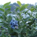 이헌농장 이미지