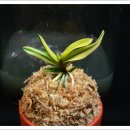 산내들농장 | 산내들