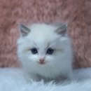 catsholic cattery 네이버블로그