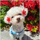 부산애견호텔 강아지유치원 맘바이 사하구점 이미지