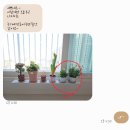 샤론 꽃 화원 네이버블로그