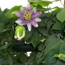 민들레농장 이미지