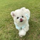 털찐친구들 이미지