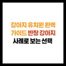 멘토키즈어린이집 | 강아지 유치원 완벽 가이드 반장 강아지 사례로 보는 선택