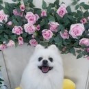 코코펫 살롱 호텔 이미지