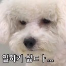 카페158℉