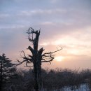 고목나무 이미지