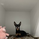 리디아 동물병원 이미지