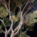 카페 아숨 by 득량 이미지