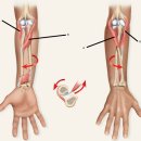 the arm line 상지선 각론과 심부전방상지선 이미지