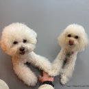 밤밤 애견유치원 이미지