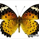 2011년 산림청 선정 12월의 곤충(암끝검은표범나비) 이미지