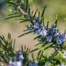 로즈마리 이미지