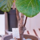 벌교맑은의원 이미지