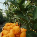 금성농장 이미지