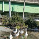 용수천 | 세종 금남면 구스커피 아이랑 카페 추천 거위 오리랑 돌다리까지!