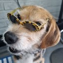 블리빵빵 이미지