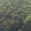 분천1리 이미지