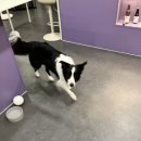 휘게 펫케어 이미지