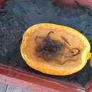 광천 원조 어죽 이미지