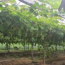 봉기농장 이미지