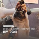 이리장묘 | 대전고양이무마취미용 유목민들 오세요 미쓰고양이 후기