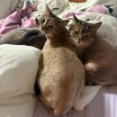 로얄동물병원 | 김살구도 받았다! 동물병원 다녀오고 로얄캐닌 건강지원금 이벤트 참여한 후기!
