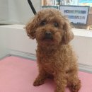 이뻐진개 이미지