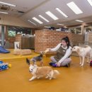 개버랜드 이미지