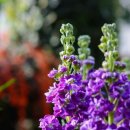 비단향꽃무 이미지