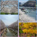 4월6일...4월의 첫 월요일~오늘도 출석~~^^🌸💕🎶 이미지