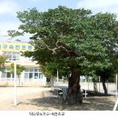 대구숙천초등학교 이미지