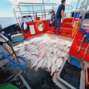 세븐일레븐군산뉴비응항점 | ['24.09.30] 군산 비응항 뉴발리호 외수질 낚시