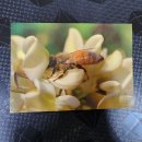 아까시꽃에서 꿀빠는 꿀벌 모습 엽서^^ 이미지