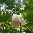산목련 Daum카페