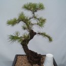 해송2로 이미지