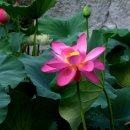 증산-009 Daum카페
