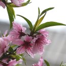 희망의 꽃 이미지