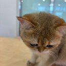 에이 티스토리