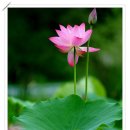 양정1동-16 이미지