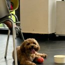 하이멍멍 이미지