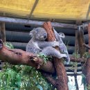 초원동물병원 | 시드니 여행: 포트스테판 사막썰매 넬슨베이 오크베일 현지투어 내돈내산 후기 이건 꼭 가야돼!