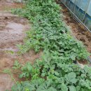 배꼽하우스 이미지