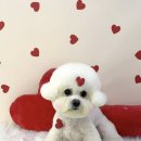 애견미장원 이미지