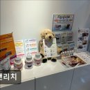멍앤리치 | {부천, 강아지, 고양이, 애견미용, 추천!) 멍앤리치 부천 멍앤리치, 맞춤 케어가 뛰어난 곳