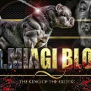 대한켄넬 이미지